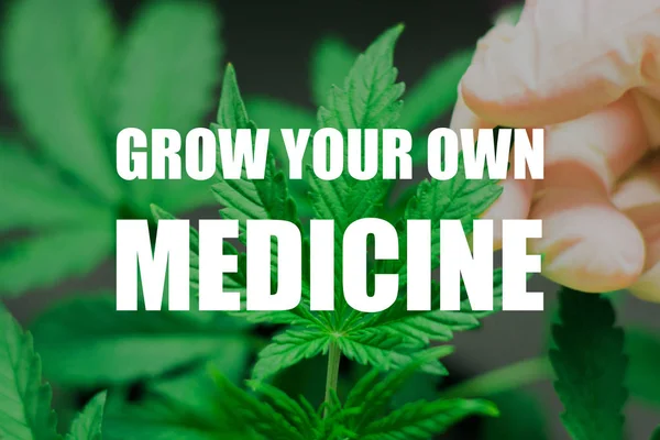 Mão de trabalhador médico e planta e folhas de cannabis close-up de conceito de uso maditsiano de maconha — Fotografia de Stock