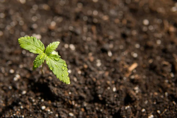 Gyönyörű háttér, egy kis növényi kannabisz csemeték szakaszában a vegetáció ültetik el a nap, a eceptions, a termesztés egy fedett marihuána orvosi célokra — Stock Fotó