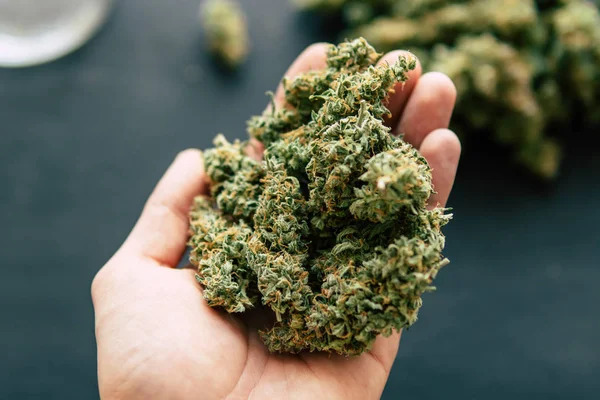 Marihuana marihuana hierba flores con cogollos tricomas de Cannabis en la mano del hombre Macro — Foto de Stock