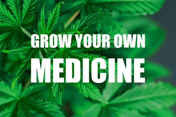 Macro foto de hermosas hojas y tirantes de una planta de cannabis joven, la marihuana durante la temporada de cultivo crecer su propio texto de la medicina — Foto de Stock
