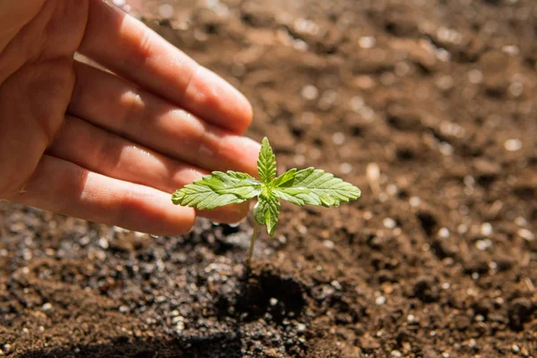 Odling i en inomhus marijuana A liten växt av cannabis plantor i skedet av växtlighet planterade i marken i solen, en vacker bakgrund, eceptions av för medicinska ändamål — Stockfoto