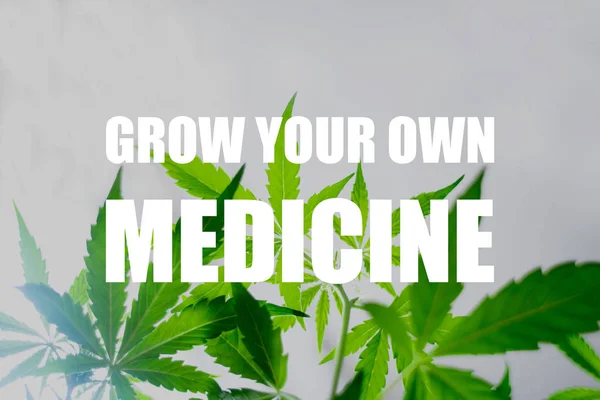 Folhas de cannabis cannabis verde visto de baixo em uma chave alta, crescer o seu próprio texto medicina — Fotografia de Stock