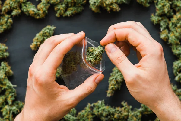 Muitos botões frescos de cannabis na mão Junção na mão — Fotografia de Stock