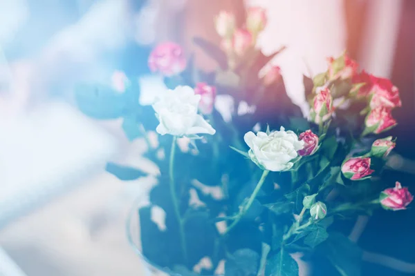 Gyönyörű krém és rózsaszín rózsa vázában, könnyű alakformálás — Stock Fotó