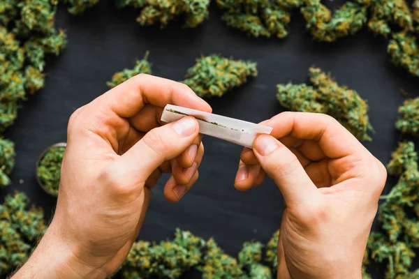 联合推出的人手大量的大麻新鲜芽 — 图库照片