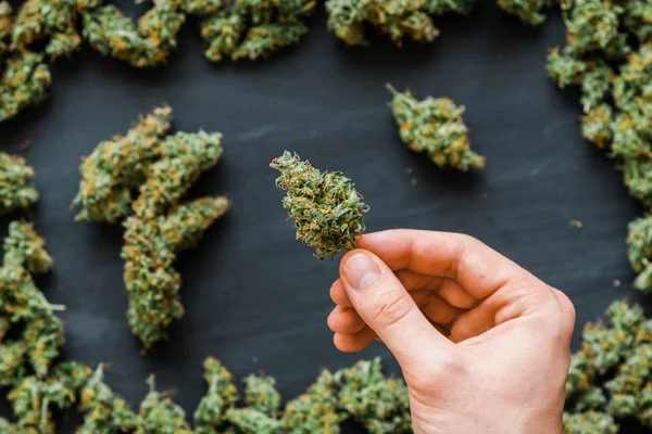 Mucha marihuana Molinillo en la mano, más ligero, porro, brotes frescos de cannabis mucha hierba. Copiar espacio Copiar espacio — Foto de Stock