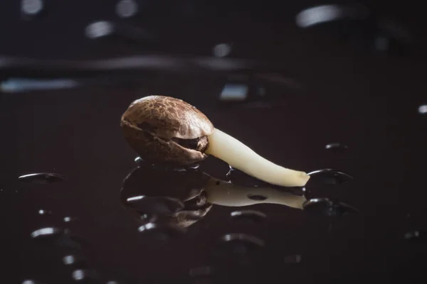 esrar büyümek su ve kenevir tohumları bir siyah yakın çekim makro Germinating