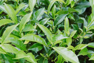 Yeşil çay tomurcuğu ve taze yapraklar. Çay tarlaları.