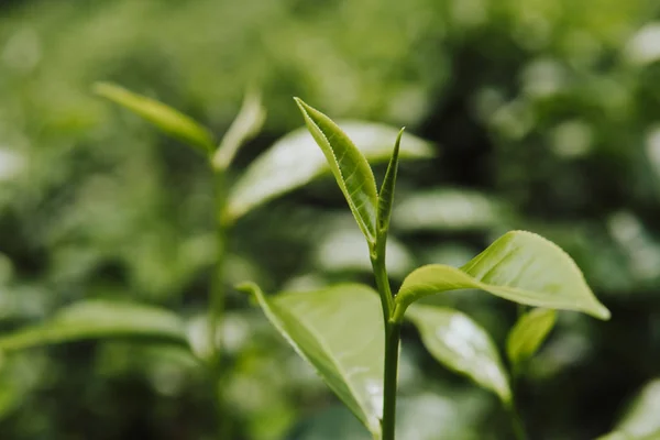 Зеленый чай листья на чайной плантации утром закрыть зеленый фон — стоковое фото