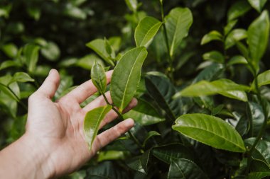 Yeşil çay bud ve taze yaprakları kadar elinde kapatın. Çay tarlaları. Küçük yeşil arka plan derinliği