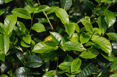 Çay terk alana kadar yeşil arka planı kapat