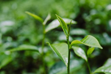Çay bud ve yaprakları kadar kapatın. Çay tarlaları, Sri Lanka yeşil arka plan