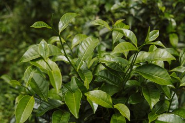 Yeşil çay çay plantasyon sabaha kadar yeşil arka plan yakın bırakır