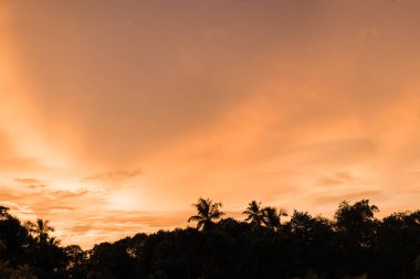 Gün batımında güneş ışığı alan tropikal palmiye ağaçlarının gölgelerini kopyala ve soyut bir zemin oluştur. Yaz tatili ve doğa yolculuğu macera konsepti. Klasik ton filtre efekti renk biçimi.