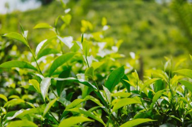 Taze yeşil çay plantasyon günbatımı gökyüzü altında bırakır. Cameron highlands, Malezya doğa manzara kapatmak kadar yeşil arka plan