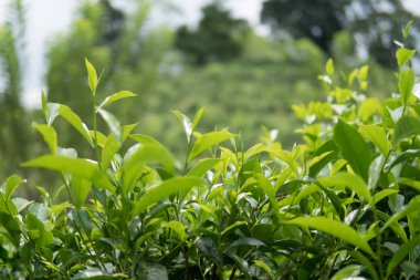 sabah yeşil arka planda bir çay plantasyon içinde yeşil çay yaprakları kadar kapatın