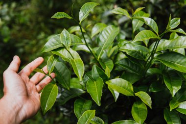 Yeşil çay yaprakları elinde çay plantasyon sabah, seçici odak yeşil arka plan kapatın.