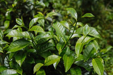 Çay bud ve yaprakları kadar kapatın. Çay tarlaları, Sri Lanka yeşil arka plan