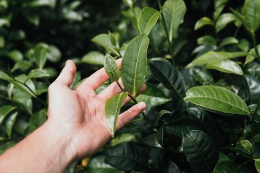 Yeşil çay bud ve taze el bırakır. Çay tarlaları. yeşil arka kapatmak