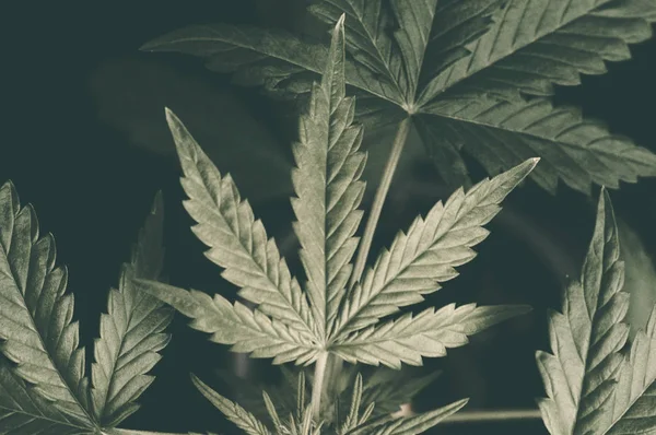 Cannabis planta crescendo ao ar livre em um eixo de fundo preto claro — Fotografia de Stock