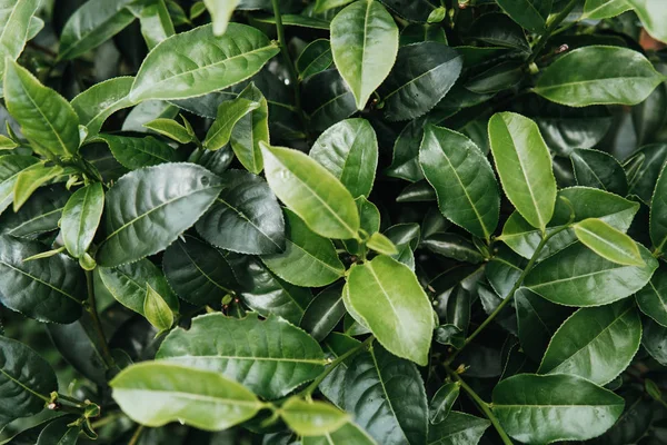 Yeşil çay bud ve taze yaprakları kadar kapatın. Çay tarlaları. Küçük derinlik-in tarla. yeşil arka plan