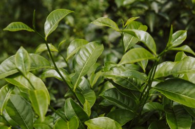 Yeşil çay bud ve taze yaprakları kadar kapatın. Çay tarlaları. Küçük yeşil arka plan derinliği
