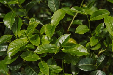tepe çay yaprakları çay plantasyon alan grubundaki kapatın. sabah ateş. yeşil arka plan