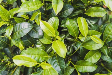 Yeşil çay çay plantasyon içinde sabaha kadar yeşil arka plan yakın bırakır