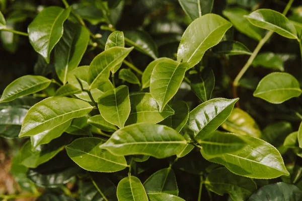 çay mate plantasyon yeşil arka kapatmak