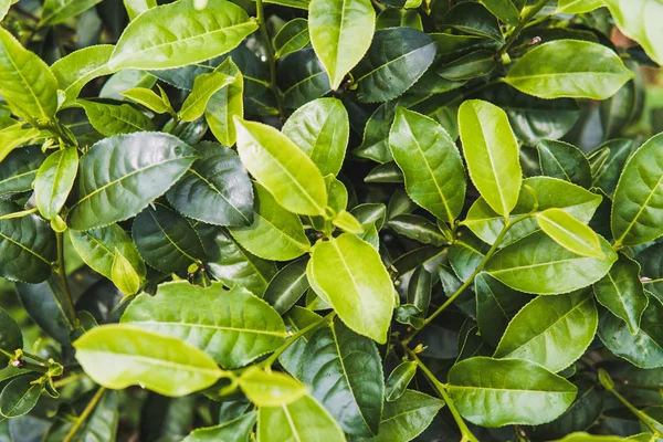 Yeşil çay çay plantasyon içinde sabaha kadar yeşil arka plan yakın bırakır