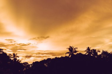 Akşam günbatımı sahil görüntülemek Penang, Malezya, Hindistan cevizi ağaçları ile.