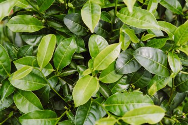 Yeşil çay çay plantasyon içinde sabaha kadar yeşil arka plan yakın bırakır