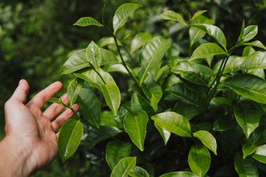Yeşil çay bud ve taze yaprakları kadar elinde kapatın. Çay tarlaları. Küçük yeşil arka plan derinliği