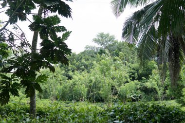 Yeşil çay bud ve taze yaprakları kadar kapatın. Çay tarlaları. Küçük yeşil arka plan derinliği