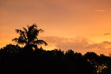 Günbatımı gökyüzü bulut arka plan üzerinde renkli bokeh güneş ışığıyla tropikal palmiye ağacı. Yaz tatili ve doğa macera kavramı seyahat. Vintage sesi filtre efekti renk stili.