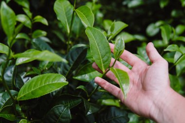 Taze yeşil çay plantasyon günbatımı gökyüzü altında bırakır. Cameron highlands, Malezya doğa manzara kapatmak kadar yeşil arka plan