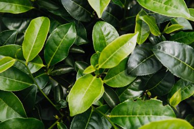Yeşil çay bud ve taze yaprakları çay tarlaları kadar yeşil arka planı kapat