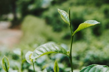 Yeşil çay bud ve taze yaprakları kadar kapatın. Çay tarlaları. Küçük derinlik-in tarla. yeşil arka plan