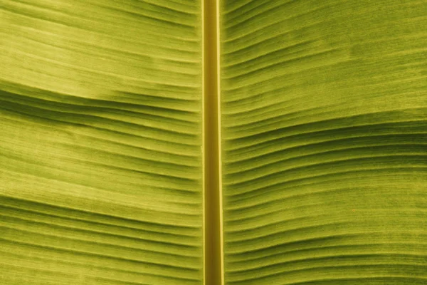 Textur Hintergrund der Hintergrundbeleuchtung frisches grünes Blatt. — Stockfoto
