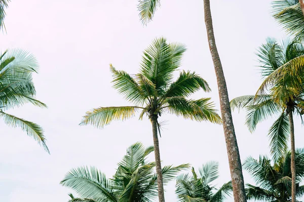 Prachtige tropische zonsondergang met palm bomen op strand close-up — Stockfoto