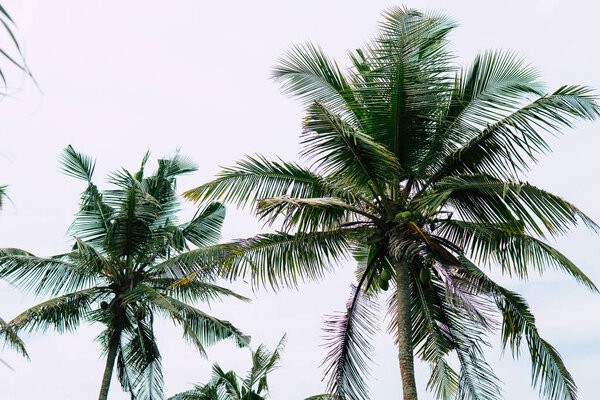 Palm and tropical beach close up