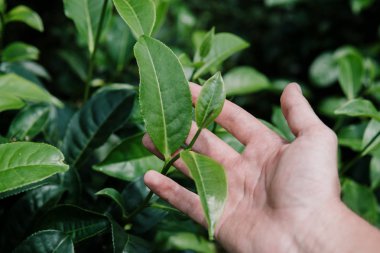 Taze yeşil çay plantasyon günbatımı gökyüzü altında bırakır. Cameron highlands, Malezya doğa manzara kapatmak kadar yeşil arka plan