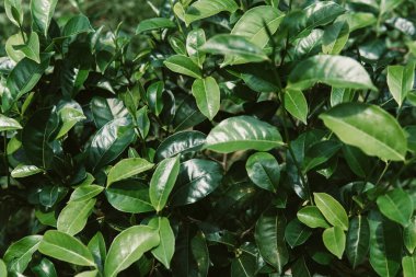 Çay terk alana kadar yeşil arka planı kapat