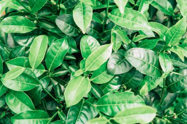 Çay bud ve yaprakları kadar kapatın. Çay tarlaları, Sri Lanka yeşil arka plan