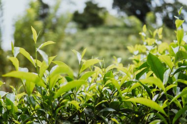 Çay alanı kadar yeşil arka plan yakın bırakın