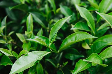 Yeşil çay bud ve taze yaprakları çay tarlaları