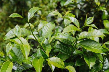 Çay bitkisinin yakından arka planı yeşil yaprakları