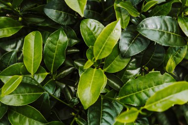 Çay terk alana kadar yeşil arka planı kapat