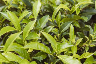 çay bud ve yaprakları. çay tarlaları, sri lanka