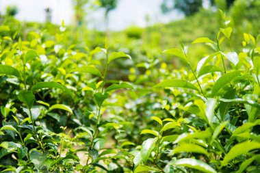 Çay bud ve yaprakları. Çay tarlaları, Sri Lanka kadar yeşil arka planı kapat